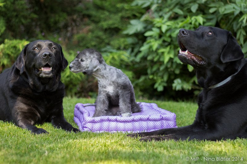 2014-07-03 Cherry-6897.jpg